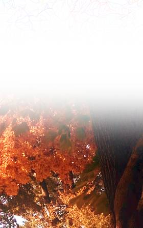 Read a wish that bloomed in fall  121 Page 4 in English