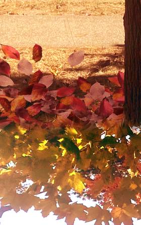 Read a wish that bloomed in fall  121 Page 6 in English