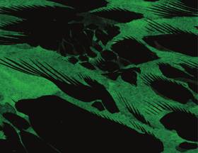 Read Swamp Thing (2016-)  1 Page 2 in English