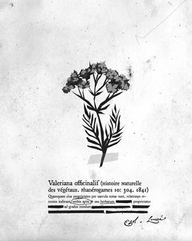 Read Amelia: The Crown of Xibalba  4 Page 2 in Spanish
