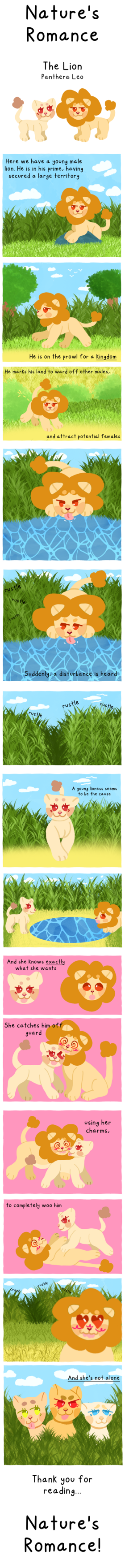 The Lion: Panthera Leo